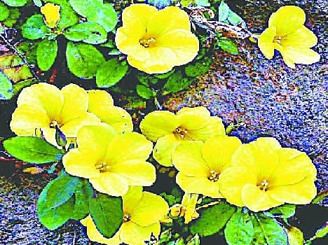 Hue now has lent Pyoli flowers